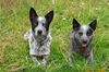 Australian Cattle Dog Foto: Frodo und Lucy (ID 13672) Australian Cattle Dog Hund