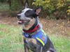 Australian Cattle Dog Foto: Als geprüfter Rettungshund (ID 38788) Australian Cattle Dog Hund