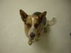 Australian Cattle Dog Foto: Das ist Amy (ID 12902) Australian Cattle Dog Hund
