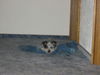 Australian Cattle Dog Hund