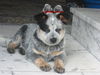 Australian Cattle Dog Hund