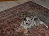 Australian Cattle Dog Hund