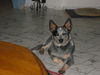 Australian Cattle Dog Hund