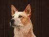 Australian Cattle Dog Hund