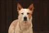 Australian Cattle Dog Hund