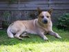 Australian Cattle Dog Foto: Arkan mit 1 1/2 Jahren (ID 23178) Australian Cattle Dog Hund
