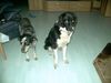 Australian Cattle Dog Foto: australian Cattle dog (2002 im Alter von 17Jahren gestorben) (ID 20827) Australian Cattle Dog Hund