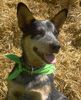 Australian Cattle Dog Foto: Sydney 28.04.05/ ACD from CANBERRA (ID 20970) Australian Cattle Dog Hund