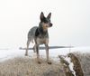Australian Cattle Dog Hund