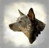 Australian Cattle Dog Hund