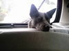 Australian Cattle Dog Hund