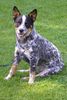 Australian Cattle Dog Hund