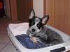 Australian Cattle Dog Foto: Kylie 10 Wochen alt (ID 18039) Australian Cattle Dog Hund