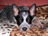 Australian Cattle Dog Foto: Kylie 12 Wochen alt (ID 18374) Australian Cattle Dog Hund
