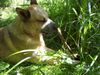 Australian Cattle Dog Foto: Arkan, 1 !/2 Jahre (ID 23179) Australian Cattle Dog Hund