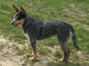 Australian Cattle Dog Foto: Sydney 14.05.05/ ACD from Canberra (ID 20530) Australian Cattle Dog Hund