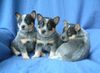 Australian Cattle Dog Foto: VA BENE Dot Com + VA BENE de Luxe + VA BENE Designer (ID 19275) Australian Cattle Dog Hund