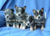 Australian Cattle Dog Foto: VA BENE Dreamtime + VA BENE Dancing Queen + VA BENE D Best + VA BENE D Super Star (ID 19276) Australian Cattle Dog Hund