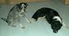 Australian Cattle Dog Foto: in Gedanken an meine Gina (ID 21997) Australian Cattle Dog Hund