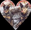 Australian Cattle Dog Foto: v.wilden Dingo (ID 21998) Australian Cattle Dog Hund