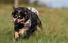 Australian Cattle Dog Hund