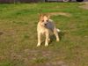 Australian Cattle Dog Foto: Fridays Surprise Sidney (ID 16540) Australian Cattle Dog Hund