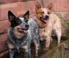 Australian Cattle Dog Hund