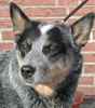 Australian Cattle Dog Foto: W.-Enchantment, Gini (ID 10576) Australian Cattle Dog Hund