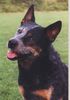Australian Cattle Dog Foto: Gizmo of the Seven Hills Country (ID 4620) Australian Cattle Dog Hund