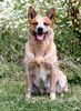 Australian Cattle Dog Hund