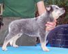 Australian Cattle Dog Hund