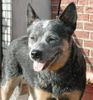 Australian Cattle Dog Foto: JWW03-Wannabee Blu Enchantments-Pepsie (ID 10574) Australian Cattle Dog Hund