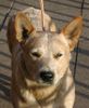 Australian Cattle Dog Foto: Enchantment-Shari , Belicimo des Poenjaap (ID 10575) Australian Cattle Dog Hund