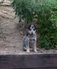 Australian Cattle Dog Foto: Sydney 27.02.05 von der Sunshine Coast (ID 19072) Australian Cattle Dog Hund