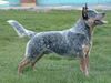 Australian Cattle Dog Foto: Cadee , Aufgenommen von Familie Widula am 26.03.2004 (ID 10177) Australian Cattle Dog Hund