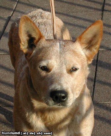 Australian Cattle Dog Hunde Foto 10575 Australian Cattle Dog Enchantment-Shari , Belicimo des Poenjaap