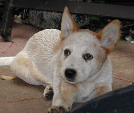 Australian Cattle Dog Hunde Foto 1746 Australian Cattle Dog Roter Welpe im alter von 8 wochen