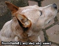 Australian Cattle Dog Hunde Foto 21631 in höherer Auflösung ansehen Australian Cattle Dog Beste Hündin JG ACD Special Show 2003