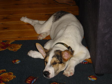 Australian Cattle Dog Hunde Foto 28345 in höherer Auflösung ansehen Australian Cattle Dog Yoda-Husky-A.C. Schäfer-Austr. Cattle Dog-Mix