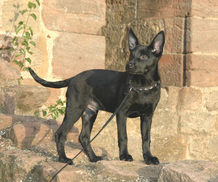 Australian Kelpie Taree - Ausflug zur Burg Neuleinigen 