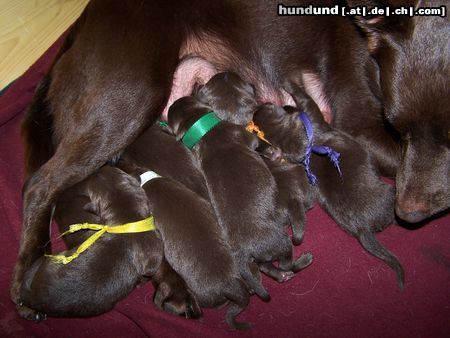 Australian Kelpie Unsere Welpen sind da :-)