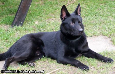 Australian Kelpie Hunde Foto 19779 in höherer Auflösung ansehen Australian Kelpie Mikka
