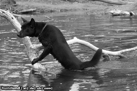 Australian Kelpie Hunde Foto 20591 in höherer Auflösung ansehen Australian Kelpie Charming Mikka of Mersey Downs