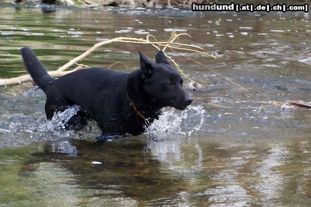 Australian Kelpie Hunde Foto 20590 in höherer Auflösung ansehen Australian Kelpie Charming Mikka of Mersey Downs