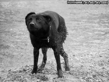 Australian Kelpie Hunde Foto 20592 in höherer Auflösung ansehen Australian Kelpie Charming Mikka of Mersey Downs