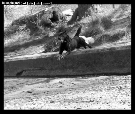 Australian Kelpie Hunde Foto 20998 in höherer Auflösung ansehen Australian Kelpie Und hopp