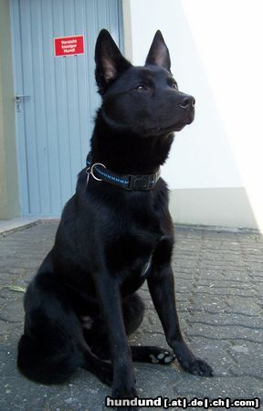 Australian Kelpie Hunde Foto 20943 in höherer Auflösung ansehen Australian Kelpie Charming Mikka of Mersey Downs