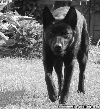 Australian Kelpie Hunde Foto 20997 in höherer Auflösung ansehen Australian Kelpie Lauernder Kelpie