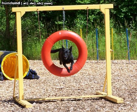 Australian Kelpie Hunde Foto 22329 in höherer Auflösung ansehen Australian Kelpie Charming Mikka of Mersey Downs
