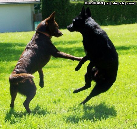 Australian Kelpie Hunde Foto 22330 in höherer Auflösung ansehen Australian Kelpie Geronimo und Mikka